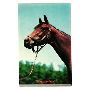 Vintage Dexter Genuine Color Thoroughbred Horse Postcard New York S 13194 B